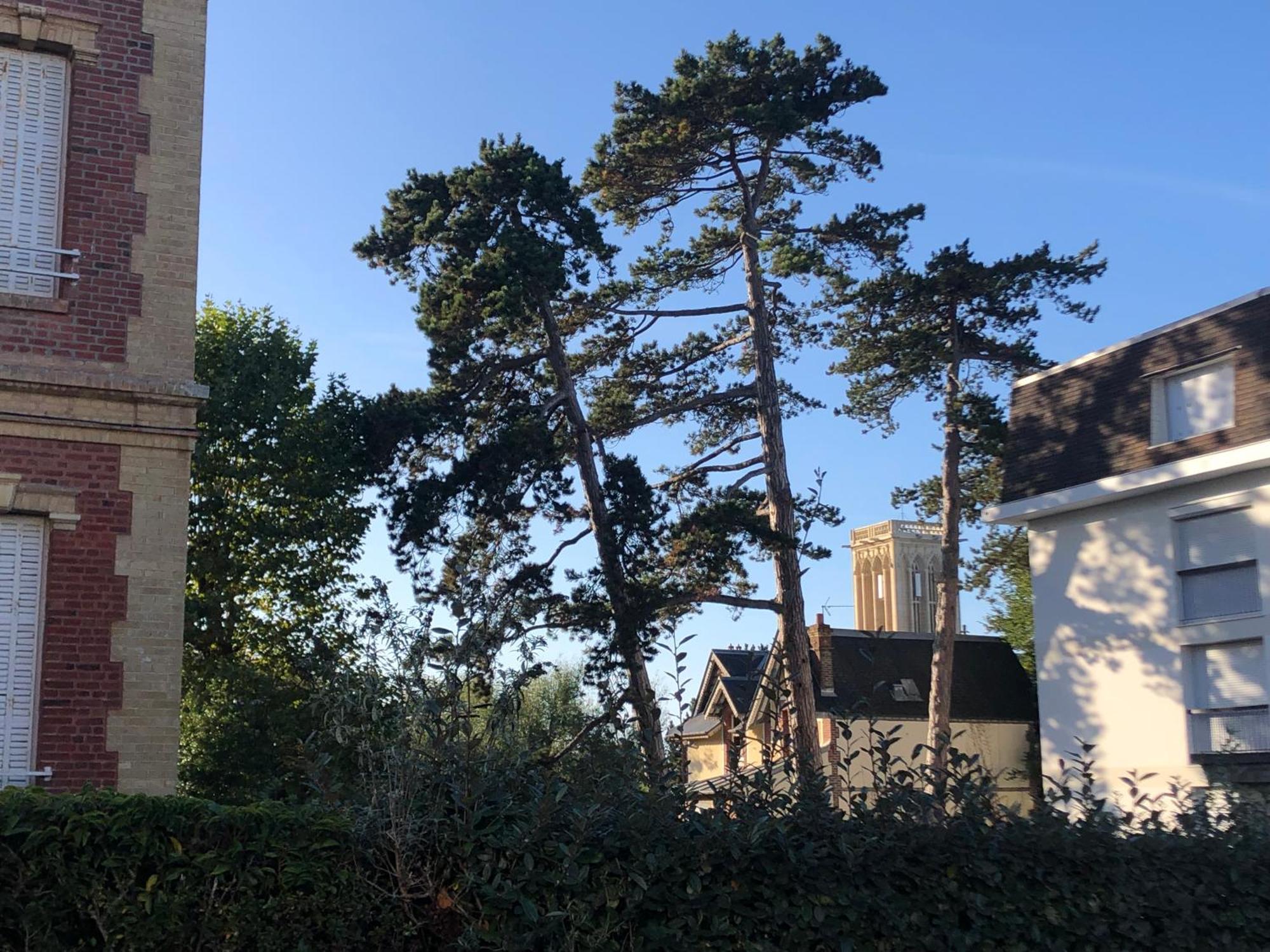 Les Pins Penches Apartment Villers-sur-Mer Exterior photo